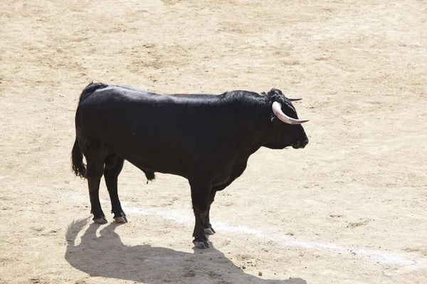 Lotta Contro Toro Nell Arena Bullring Toro Bravo Spagna Orizzonte — Foto Stock