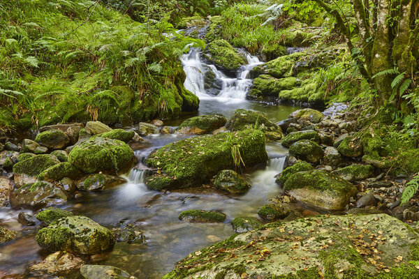Green forest with stream in Muniellos biosphere reserve, Asturias. Spain