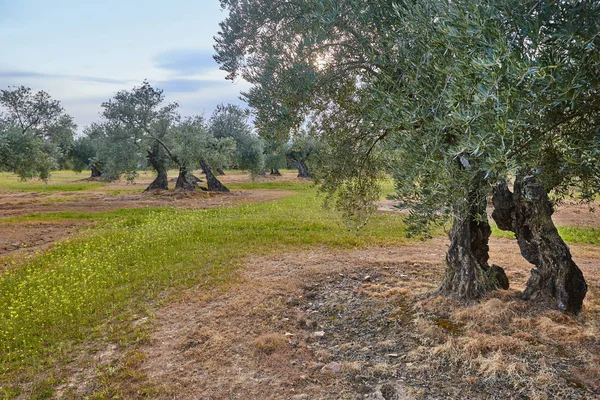 Olive tree velden in Andalusië. Spaanse landbouw oogsten lan — Stockfoto