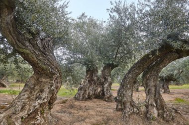 Zeytin ağacı Andalusia alanlarında. Lan İspanyolca tarım hasat