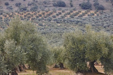 Zeytin ağacı Andalusia alanlarında. Lan İspanyolca tarım hasat