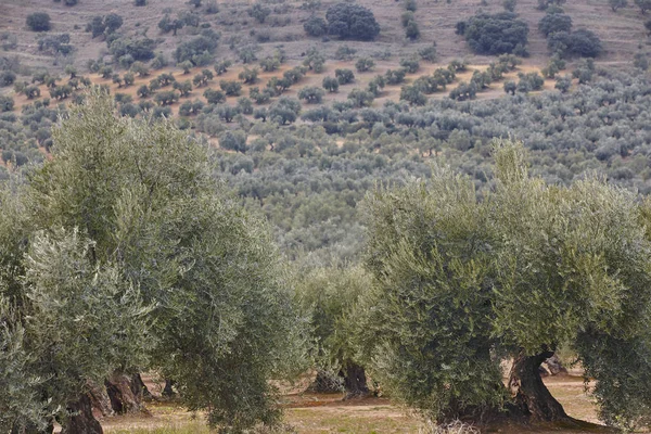 Zeytin ağacı Andalusia alanlarında. Lan İspanyolca tarım hasat — Stok fotoğraf