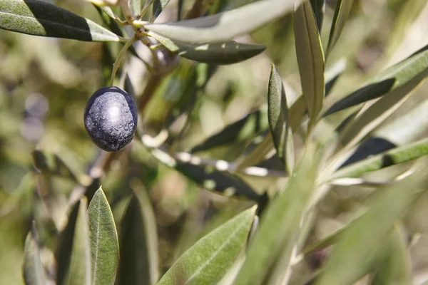 Frutto di oliva con sfondo foglie verdi. Contesto agricolo — Foto Stock