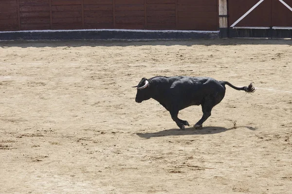 Toro de lucha corriendo en la arena. Plaza de toros. Toro bravo —  Fotos de Stock