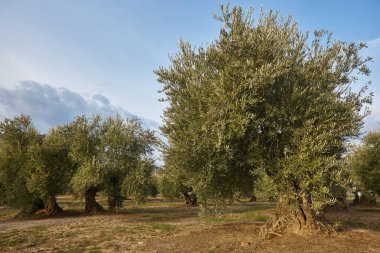 Zeytin ağacı Andalusia alanlarında. Lan İspanyolca tarım hasat