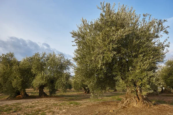 Olive tree velden in Andalusië. Spaanse landbouw oogsten lan — Stockfoto