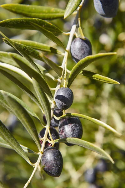 Olive ovoce s pozadím zelenými listy. Zemědělství pozadí — Stock fotografie
