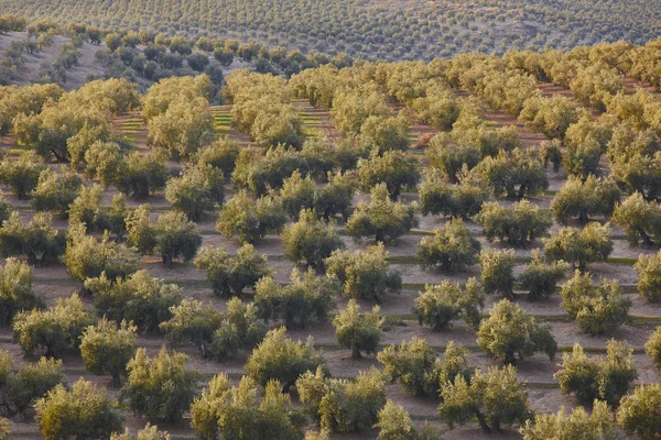 Champs d'oliviers en Andalousie. Récolte agricole espagnole lan — Photo