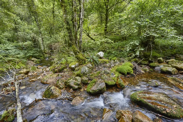 Arroyo de agua con rocas musgosas en la Reserva de la Biosfera de Muniellos. Sp —  Fotos de Stock