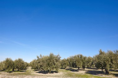 Zeytin ağacı Andalusia alanlarında. Lan İspanyolca tarım hasat