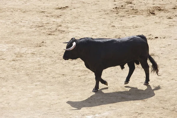 Arenada boğa mücadele. Bullring. Toro bravo. İspanya — Stok fotoğraf