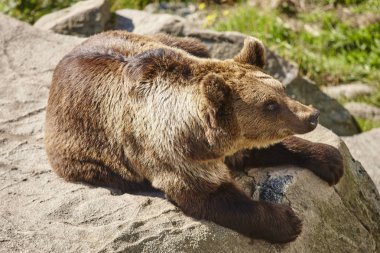 Kahverengi ayı kayanın üzerinde oturuyor. Vahşi yaşam ortamı. Hayvan 