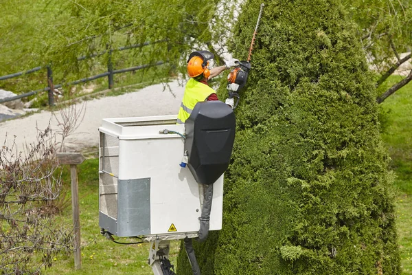 Equipped worker pruning a cypress on a crane. Gardening — Stock Photo, Image