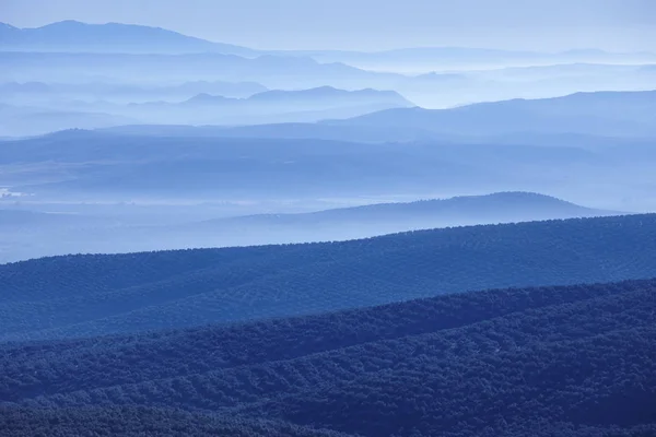 Olive tree pole za úsvitu. Landscap španělské zemědělské sklizně — Stock fotografie