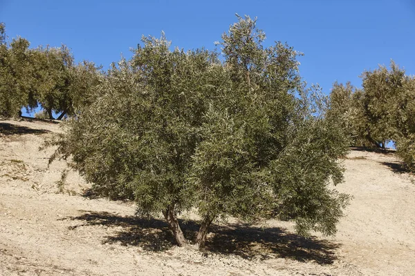 Olive tree velden in Andalusië. Spaanse agrarische landschap. — Stockfoto