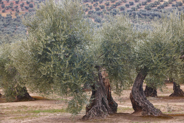Оливковое дерево в Андалусии. Сельскохозяйственный урожай Испании
