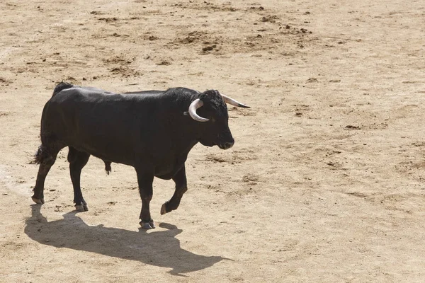Harci bika az arénában. Bikaviadal-aréna. Toro bravo. Spanyolország — Stock Fotó