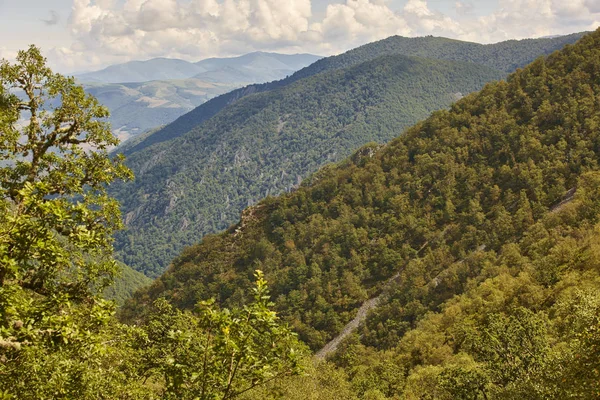 Meşe ağacı orman Asturias manzarada. Muniellos doğal park. 