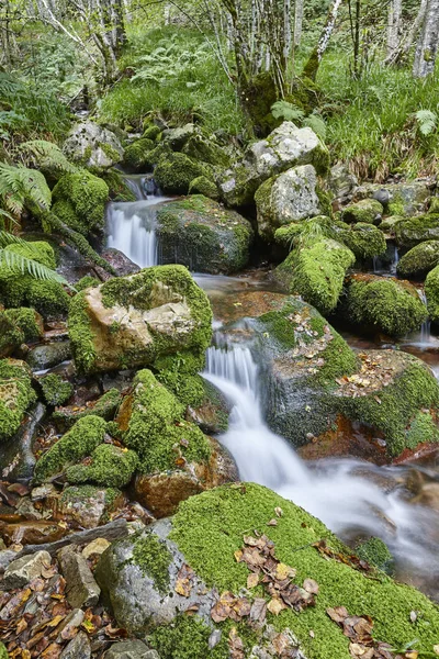 Fluxo de água com rochas musgosas na Reserva da Biosfera de Muniellos. Sp — Fotografia de Stock