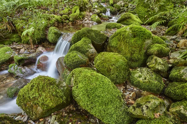 Waterstraal met mossy rotsen in het biosfeerreservaat Muniellos — Stockfoto