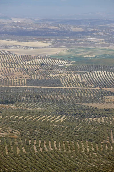 Zeytin ağacı Andalusia alanlarında. Lan İspanyolca tarım hasat — Stok fotoğraf