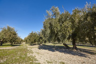 Zeytin ağacı Andalusia alanlarında. Lan İspanyolca tarım hasat