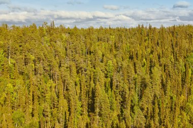 Finlandiya yeşil çam ormanı manzara. Fin ahşap işleme sanayi.