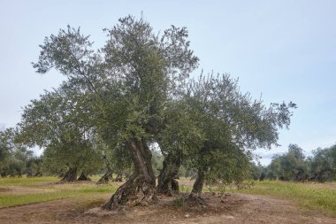 Zeytin ağacı Andalusia alanlarında. Lan İspanyolca tarım hasat