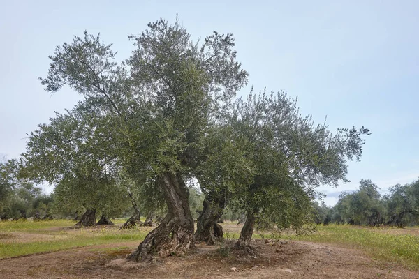 Olive tree velden in Andalusië. Spaanse landbouw oogsten lan — Stockfoto