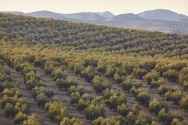 Zeytin ağacı Andalusia alanlarında. İspanyol tarım peyzaj. 