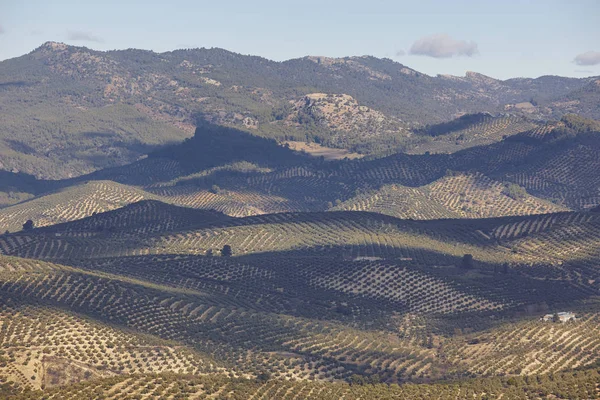 Campos de olivos en Andalucía. Cosecha agrícola española — Foto de Stock