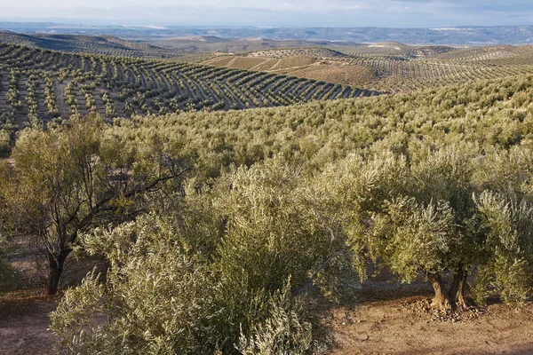 Zeytin ağacı Andalusia alanlarında. İspanyol tarım peyzaj. — Stok fotoğraf