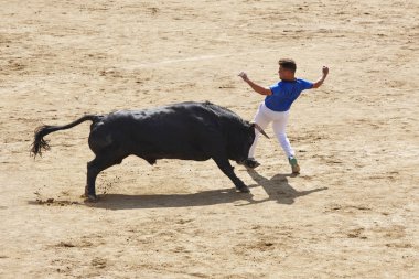 Dövüş boğası bir koşucuyu kovalıyor. Encierros San Sebastian Reyes. 