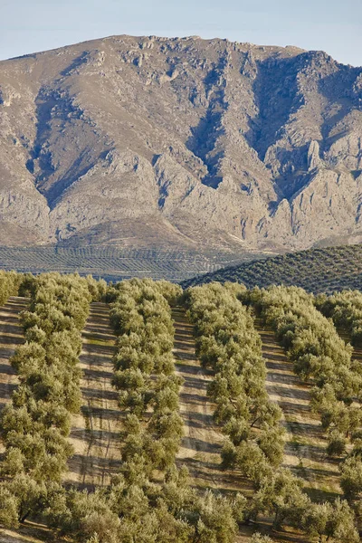 Campos de oliveiras na Andaluzia. Colheita agrícola espanhola — Fotografia de Stock