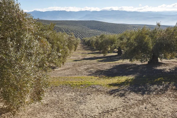 Olive tree fields in Andalusia. Spanish agricultural harvest lan — Stock Photo, Image