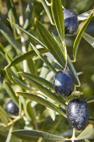 Fruto de oliva con hojas verdes de fondo. Contexto agrícola — Foto de Stock