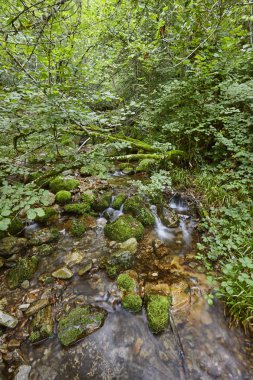 Su akışı ile Muniellos biyosfer rezerv yosunlu kayalar