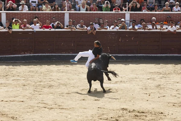 Fighting Bull laddar en man på arenan. Spanien — Stockfoto