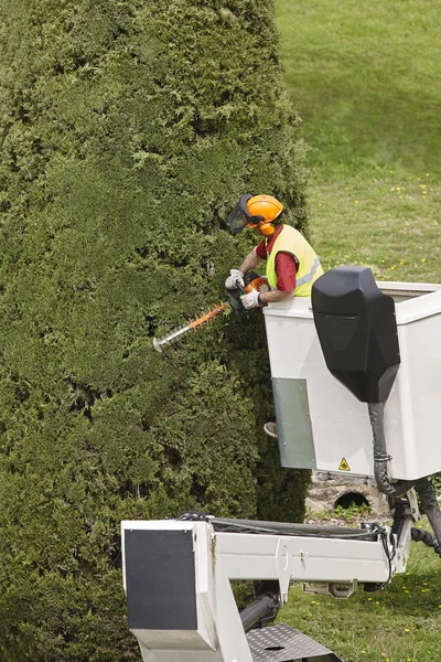 Arbeiter schneiden mit einem Kran einen Baum um. Gartenarbeit — Stockfoto