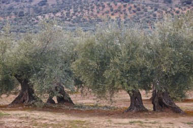 Zeytin ağacı Andalusia alanlarında. Lan İspanyolca tarım hasat