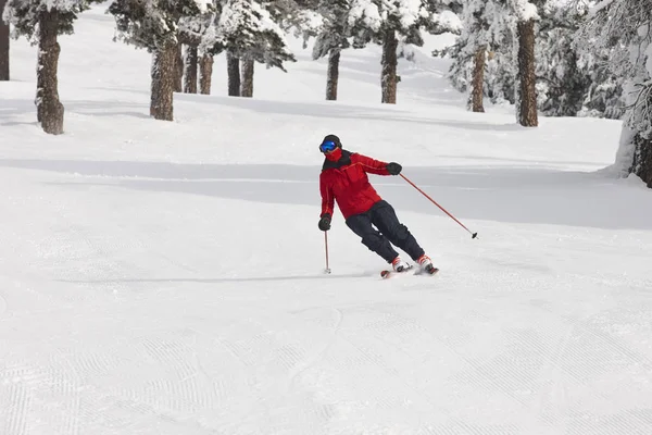 Bir güzel kar orman manzara üzerinde kayak. Kış spor — Stok fotoğraf