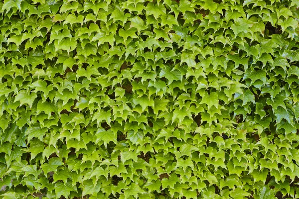 Roślina Zielona bluszcz na pionowym ogrodzie. Ogród botaniczny. Flora oświetlenie tła — Zdjęcie stockowe