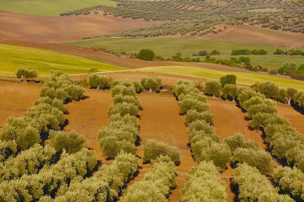 Champs d'oliviers à Tolède. Récolte agricole espagnole paysage — Photo