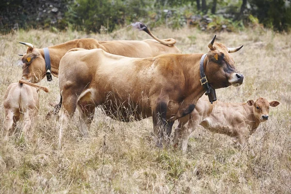 Cows with calves in the countryside. Cattle, livestock — Stock Photo, Image