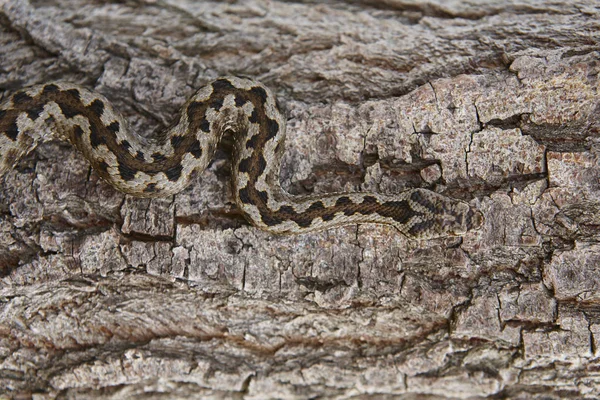 Camuflaje de serpiente. Vipera aspis detalle en una superficie del tronco — Foto de Stock