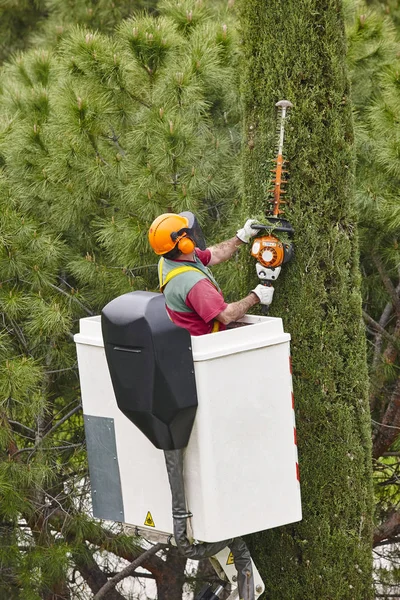 Trabajador equipado poda un árbol en una grúa. Jardinería — Foto de Stock