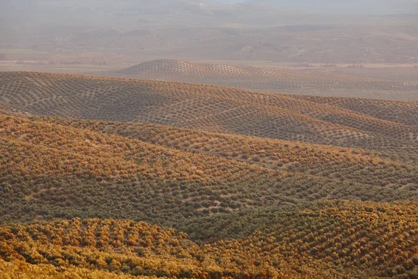 Zeytin ağacı Andalusia alanlarında. Lan İspanyolca tarım hasat — Stok fotoğraf