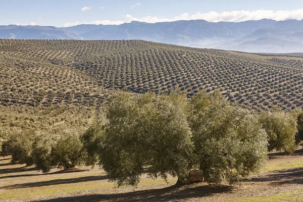 Olive tree velden in Andalusië. Spaanse agrarische landschap. — Stockfoto