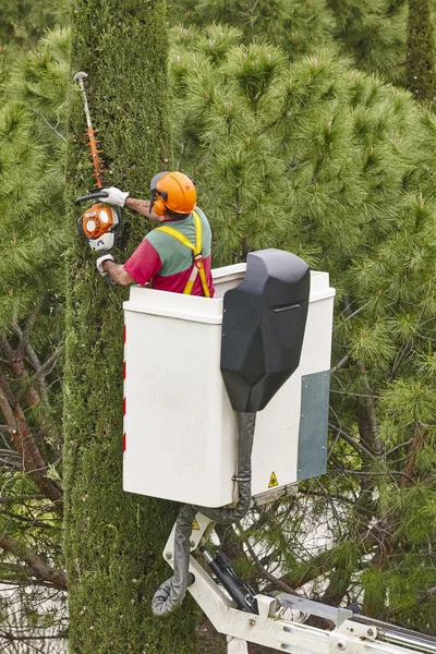 Operaio attrezzato che potava un albero su una gru. Giardinaggio — Foto Stock