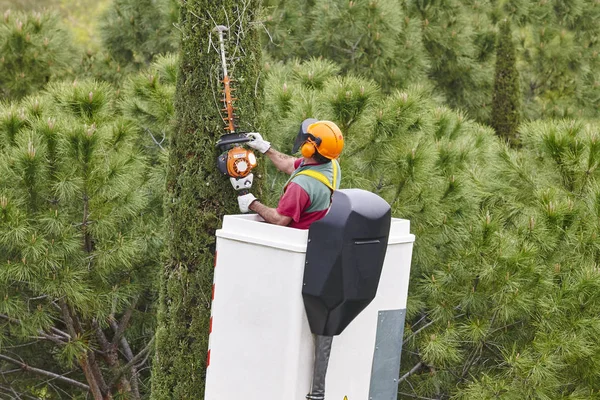 Operaio attrezzato che potava un albero su una gru. Giardinaggio — Foto Stock